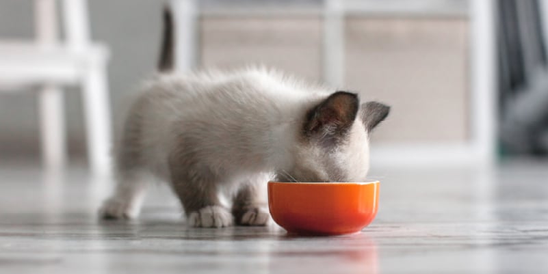 Picture of a kitten eating out of an orange bowl